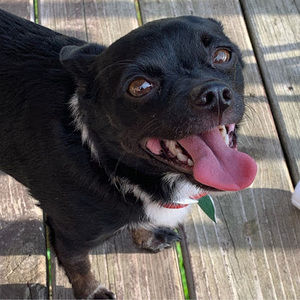 Meet your Posher, Holly